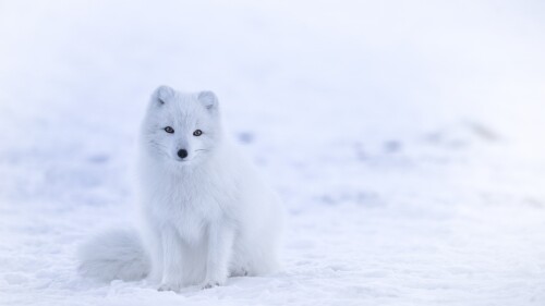 arctic fox 7680x4320 cute animals winter snow white 8k 16660