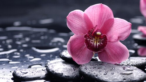 orchid 7680x4320 5k 4k wallpaper 8k hd flowers drops pink 5355