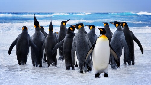 penguins 7680x4320 ocean 8k 17417