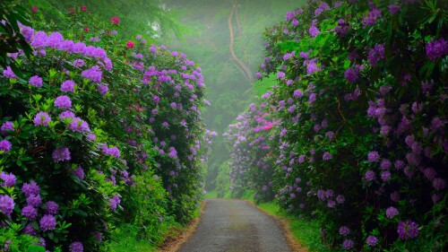 flower 7680x4320 pink bush 8k 23321