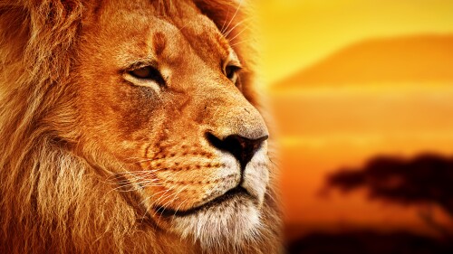 lion 7680x4320 savanna 8k 16178