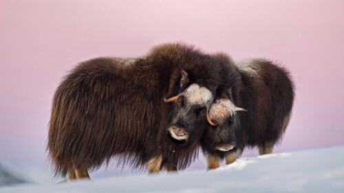20221209@这些古老的动物是什么？ 多弗勒山 松达尔国家公园的麝牛与她的宝宝，挪威 UHD