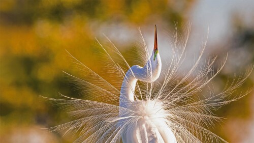 20221206@白鹭亮羽 大沼泽国家公园里的一只大白鹭，美国佛罗里达州