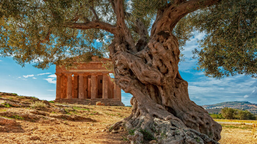 20221126@和平的象征 意大利西西里岛康科迪亚神庙前的一棵橄榄树 UHD