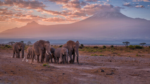 20221204@象群在路上 乞力马扎罗山附近的大象，安波塞利国家公园，肯尼亚 UHD