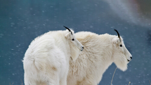 20221217@它们对你也同样好奇 冰川国家公园的山羊，美国蒙大拿州 UHD