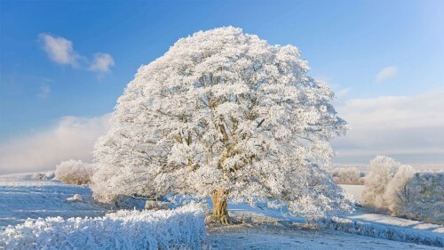 20220228@寒冷降临科茨沃尔德 霜雪覆盖下的科茨沃尔德，英格兰