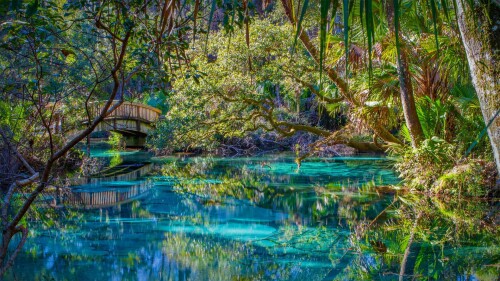 20220311@全年均可在此畅游 奥卡拉国家森林中的杜松泉，美国佛罗里达州