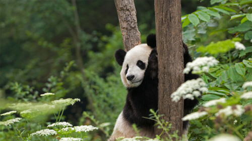 20220316@在那可爱的外表下…… 扶着树干的大熊猫，四川卧龙国家级自然保护区
