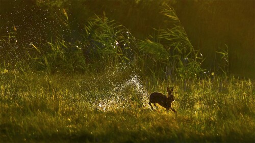 20220313@在春天跳跃 在湿地中跳跃的欧洲野兔，荷兰