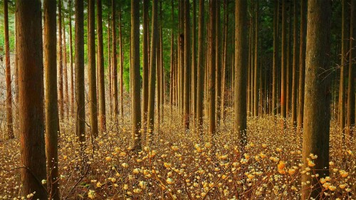 20220413@是金色的花朵？还是造纸的灵魂？ 森林中的结香花，日本