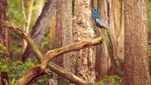 20220309@印度国鸟 纳加尔霍雷国家公园的孔雀，印度卡纳塔克邦