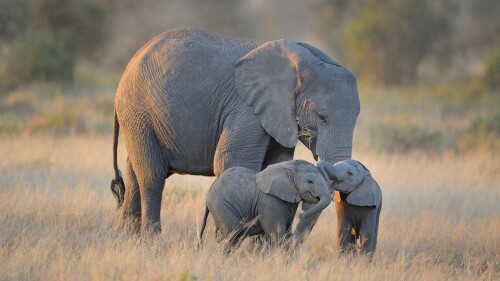 20230410@强大的亲缘纽带 安博塞利国家公园的大象，肯尼亚
