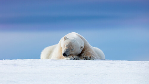20230101@在北极附近打盹 北极熊斯瓦尔巴群岛，挪威