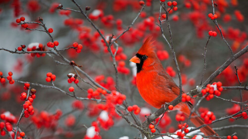 20221219@一抹鲜艳的色彩 栖息在北美冬青上的北美红雀，美国伊利诺伊州