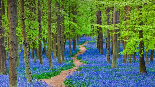20220506@是否有胆量穿过这片蓝铃花丛？ 一条蜿蜒穿过开满蓝铃花森林的小径，英格兰赫特福德郡
