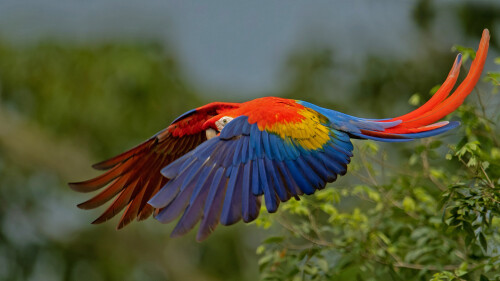 20220531@一只伶俐可爱的小鸟掠过 展开双翅的绯红金刚鹦鹉，哥斯达黎加