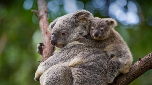 20220508@母亲节，我们向这些有袋动物妈妈致敬 考拉熊妈妈和8个月大的宝宝，澳大利亚昆士兰