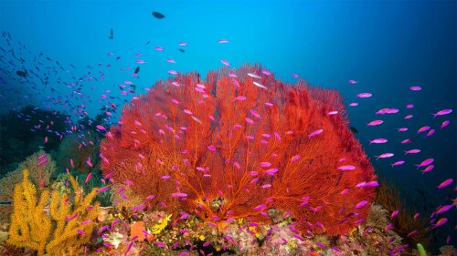 20220601@水下的奇妙景观 马罗沃泻湖中的珊瑚礁，所罗门群岛