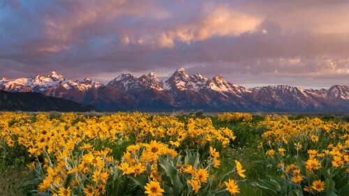 20220617@壮丽的景色 山下盛开的箭叶脂根菊，美国大提顿国家公园