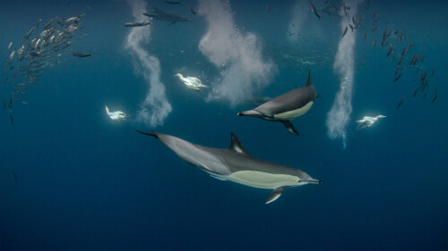 20220608@自助餐开放了 正在狩猎太平洋沙丁鱼的长吻真海豚和南非鲣鸟，南非东开普省