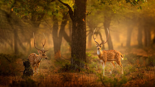 20220610@在野外发现斑鹿 斑鹿，滕波尔国家公园，印度