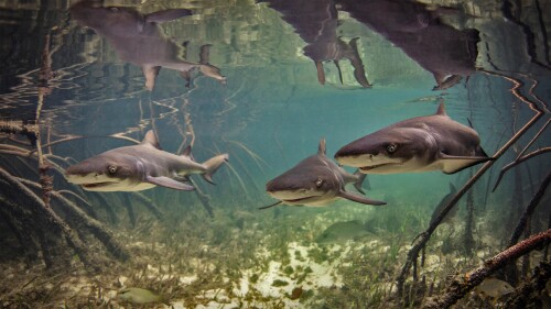 20220714@自由自在的柠檬鲨 爱丽丝镇附近水域中的柠檬鲨宝宝，巴哈马比米尼岛