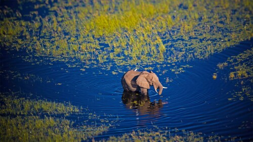 20220613@世界上最美好的绿洲？ 行走在奥卡万戈河中的大象，博茨瓦纳，非洲南部