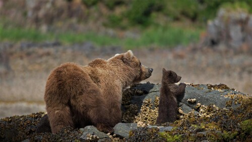 20220625@夏天的棕熊 卡特迈国家公园和保护区的棕熊妈妈和幼崽，阿拉斯加