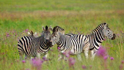 20230131@斑马快活的一天 南非自然保护区的斑马 UHD