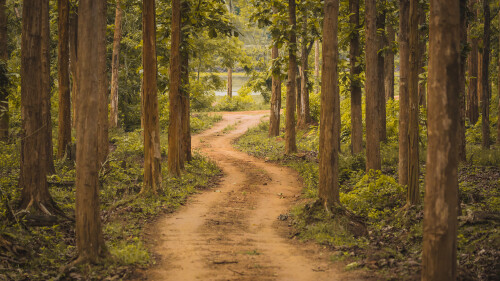 20230130@一条安静的林间小路 卡纳塔克邦的纳加尔霍雷国家公园，印度 UHD