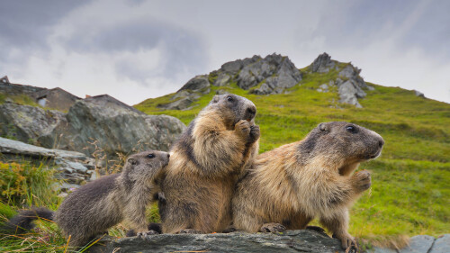 20230202@春天来了 高地陶恩国家公园内的高山土拨鼠，奥地利 UHD