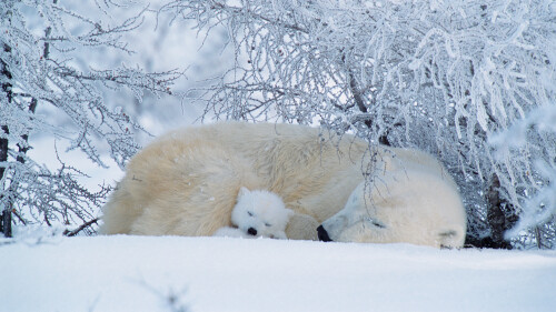 20230227@冰冷的北极，温暖的拥抱 北极熊在加拿大沉睡 UHD