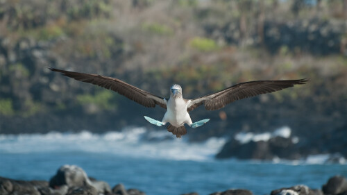 20230212@平稳着陆，双脚先行 一对蓝脚鲣鸟，加拉帕戈斯群岛，厄瓜多尔 UHD