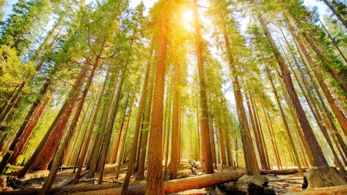 20230428@温暖的阳光穿过古老森林 优胜美地国家公园的马里波萨谷巨杉林，美国加利福尼亚州