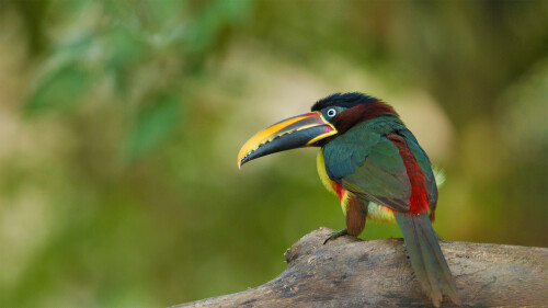 20220912@一种巨嘴鸟 栗耳簇舌巨嘴鸟，巴西潘塔纳尔保护区里