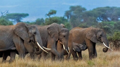 20220812@家庭出游 安博塞利国家公园里的非洲象群，肯尼亚