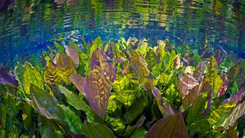20220817@如此清澈，如此洁净 大自然的水族馆中的水下景观，巴西