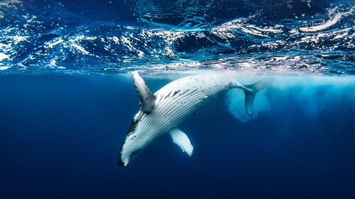 20230608@座头鲸唱歌的地方 座头鲸