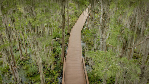 20230613@你是否有勇气进入这片茂密的沼泽 奥克弗诺基沼泽木板路上的西班牙苔藓，佐治亚州，美国 UHD
