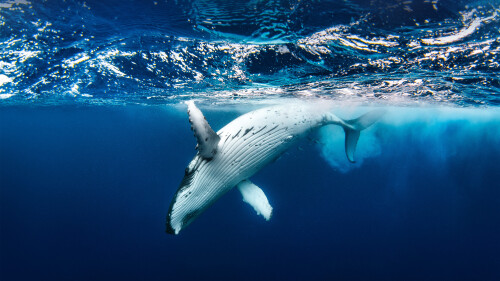 20230608@座头鲸唱歌的地方 座头鲸 UHD
