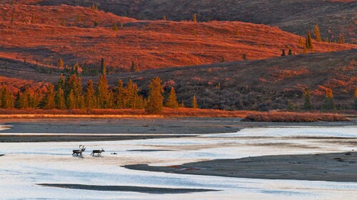 20220926@令人印象深刻的时刻 两头穿越苏西特纳河的驯鹿，美国阿拉斯加