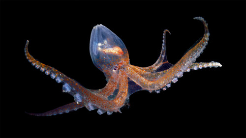 20221008@透明的头足类动物 佛得角附近大西洋中的玻璃章鱼