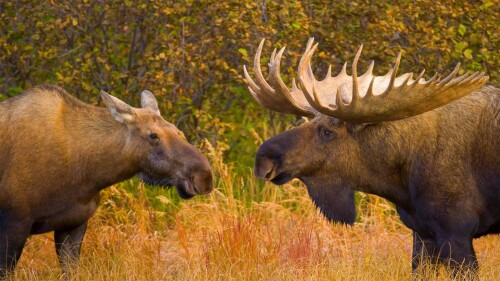 20221013@驼鹿发情的季节 迪纳利国家公园里的两只驼鹿，美国阿拉斯加州
