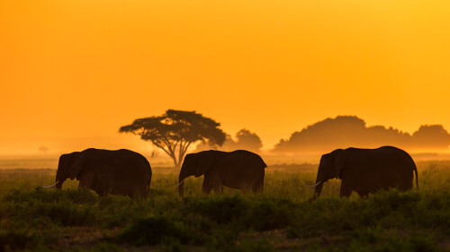 20230812@保护温柔的巨人 大象家族，安波塞利国家公园，肯尼亚 UHD