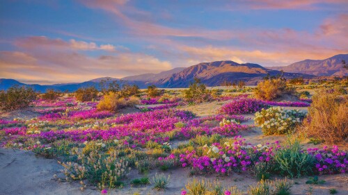 20230326@大自然最为色彩鲜艳的一面 安沙波利哥沙漠州立公园的野花，加利福尼亚州，美国