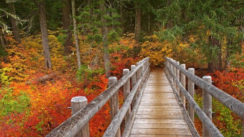20221117@徒步旅行 威拉米特国家森林麦肯齐河步道上的桥，美国