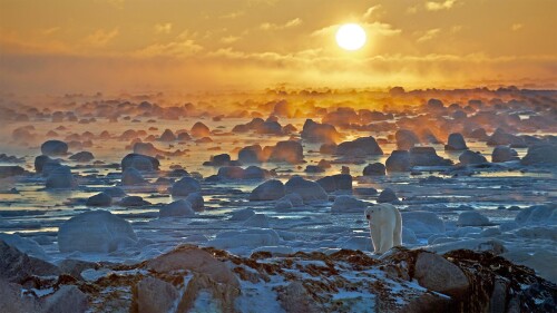 20221030@北极之王 哈德逊湾边缘的北极熊，加拿大