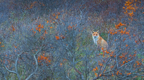 20221122@赤狐 阿姆斯特丹供水沙丘自然保护区的赤狐，荷兰 UHD